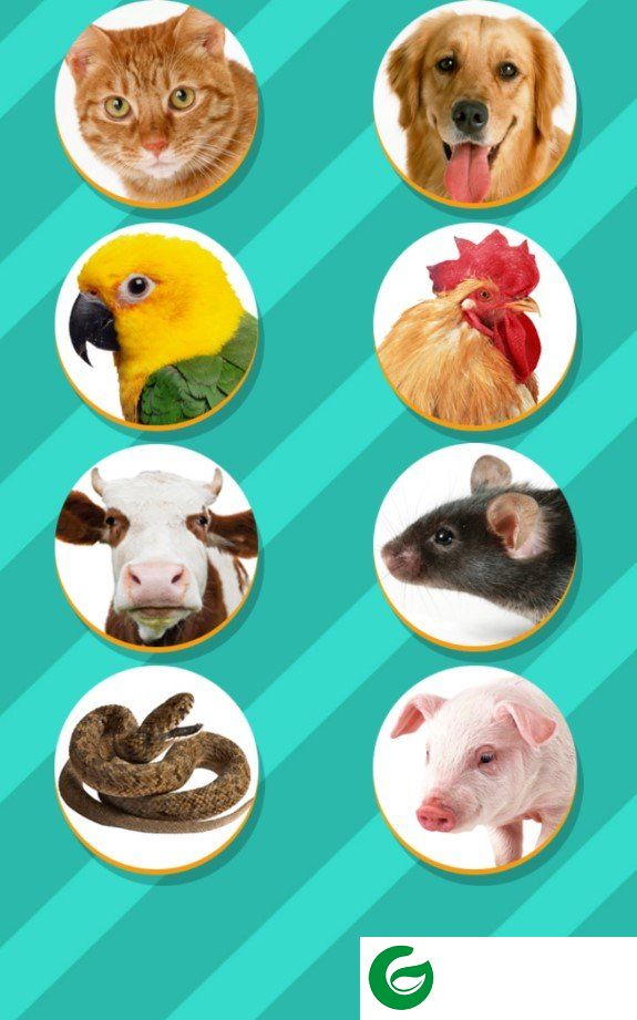 PETTRANSLATOR